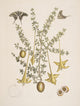 Frutex & Papilio Poster Print by Mark Catesby showcasing intricate details of nature.