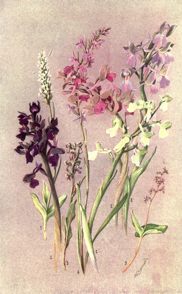 Sub-Alpine Plants Poster Print by George J. Flemwell featuring detailed flora illustration.