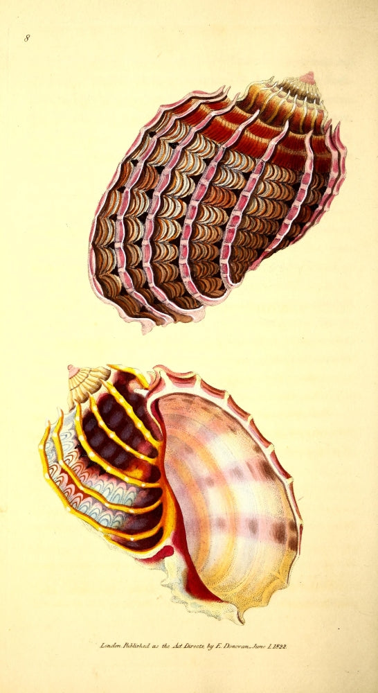 Naturalist's Repository 1824 Harp Buccinum Poster Print by E. Donovan