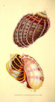 Naturalist's Repository 1824 Harp Buccinum Poster Print by E. Donovan