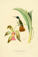 Oiseau Mouches 1874 Cyanomya Microrhyncha Poster Print by L. Bevalet