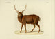 North China Sika Deer Poster Print from 1868, showcasing serene wildlife artwork.