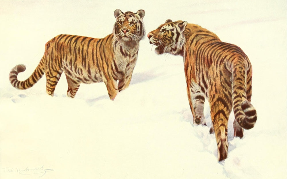 Brehms Tierleben Siberian Tiger Poster Print by F.W. Kuhnert, showcasing a majestic Siberian Tiger in vibrant colors.