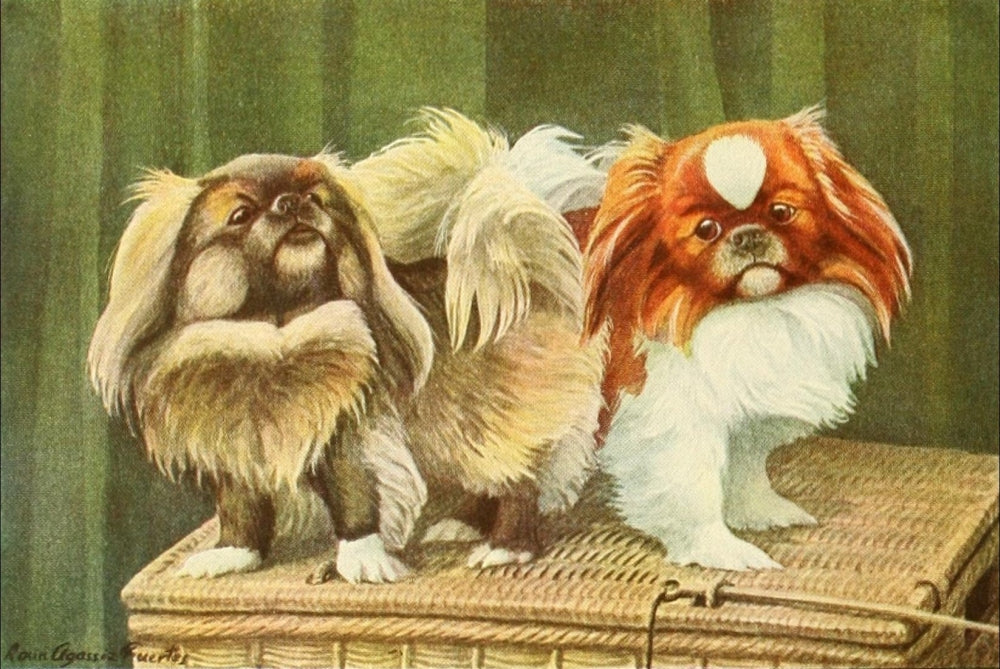 Book of Dogs 1919 Pekinese Poster Print by L.A. Fuertes