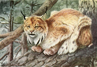 Burgess Animal Book Lynx Poster Print by L.A. Fuertes