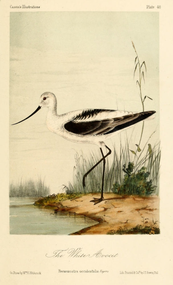 White Avocet Poster Print by W.E. Hitchcock showcasing a beautiful avocet bird.