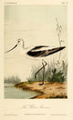 White Avocet Poster Print by W.E. Hitchcock showcasing a beautiful avocet bird.