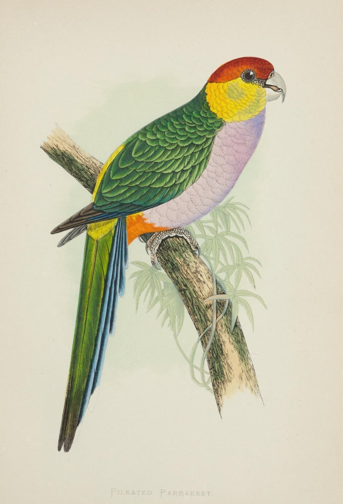 Parrots in Captivity 1884 Pileated Parakeet Poster Print by A.F. Lydon