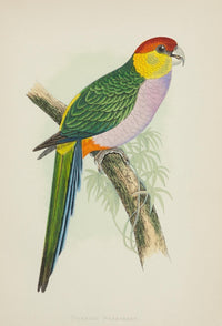 Parrots in Captivity 1884 Pileated Parakeet Poster Print by A.F. Lydon