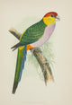 Parrots in Captivity 1884 Pileated Parakeet Poster Print by A.F. Lydon