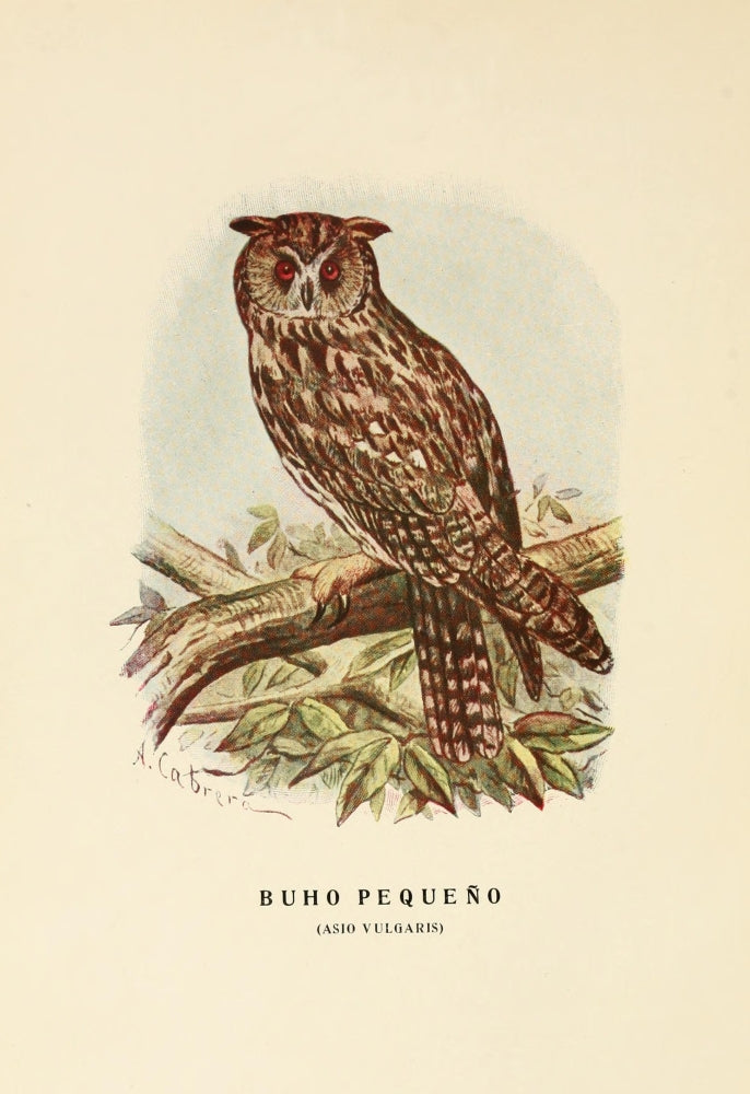 Aves de Rapiña y Su Caza 1918 Little Owl Poster Print by D.A. Cabrera