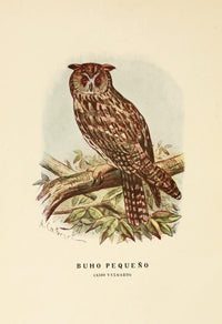 Aves de Rapiña y Su Caza 1918 Little Owl Poster Print by D.A. Cabrera