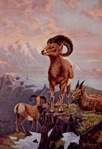 American Animals 1904 Mountain Sheep Poster Print by A.R. Dugmore