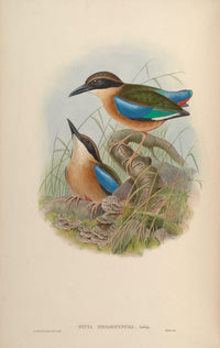 Large-billed Pitta Poster Print from Birds of Asia by John Gould