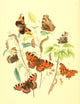 British Butterflies & Their Transformations Poster Print by Henry N. Humphreys