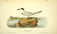 Birds of America 1844 Havells Tern Art Print by J.J. Audubon