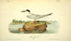 Birds of America 1844 Havells Tern Art Print by J.J. Audubon