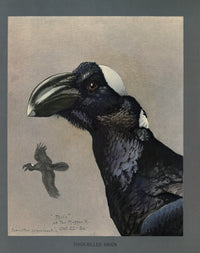 Abyssinian Birds & Mammals Thick-Billed Raven Poster Print by L.A. Fuertes
