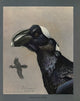 Abyssinian Birds & Mammals Thick-Billed Raven Poster Print by L.A. Fuertes