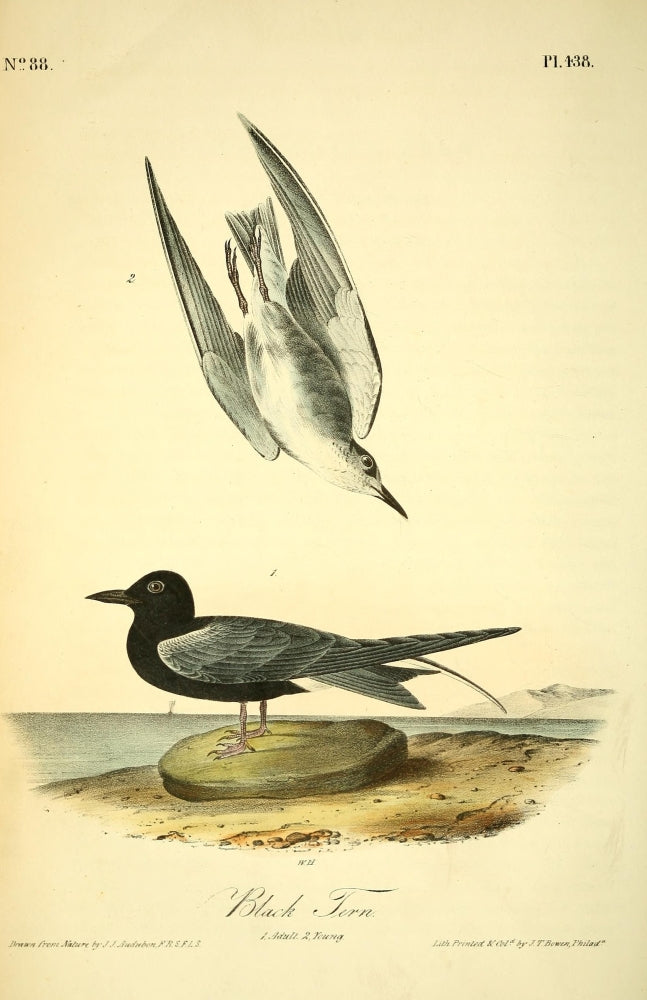 Birds of America Black Tern Poster Print by J.J. Audubon