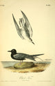 Birds of America Black Tern Poster Print by J.J. Audubon