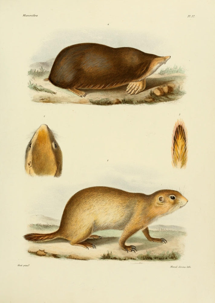 Des Mammifères 1868 Ground Squirrel Poster Print by Huet