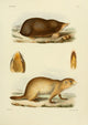 Des Mammifères 1868 Ground Squirrel Poster Print by Huet