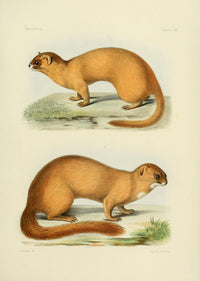 Des Mammifères 1868 Polecat Art Print showcasing wildlife art.