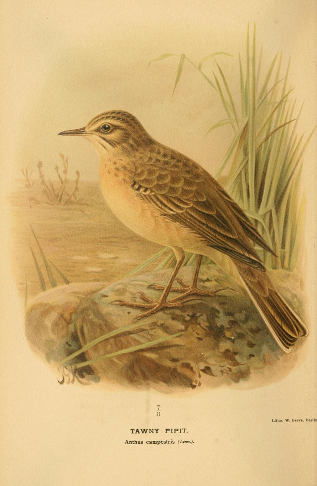 Tawny Pipit Poster Print from Birds of the British Islands 1885 by John G. Keulemans