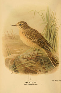 Tawny Pipit Poster Print from Birds of the British Islands 1885 by John G. Keulemans