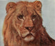 The Lion Meditating fine art poster print by Rosa Bonheur.