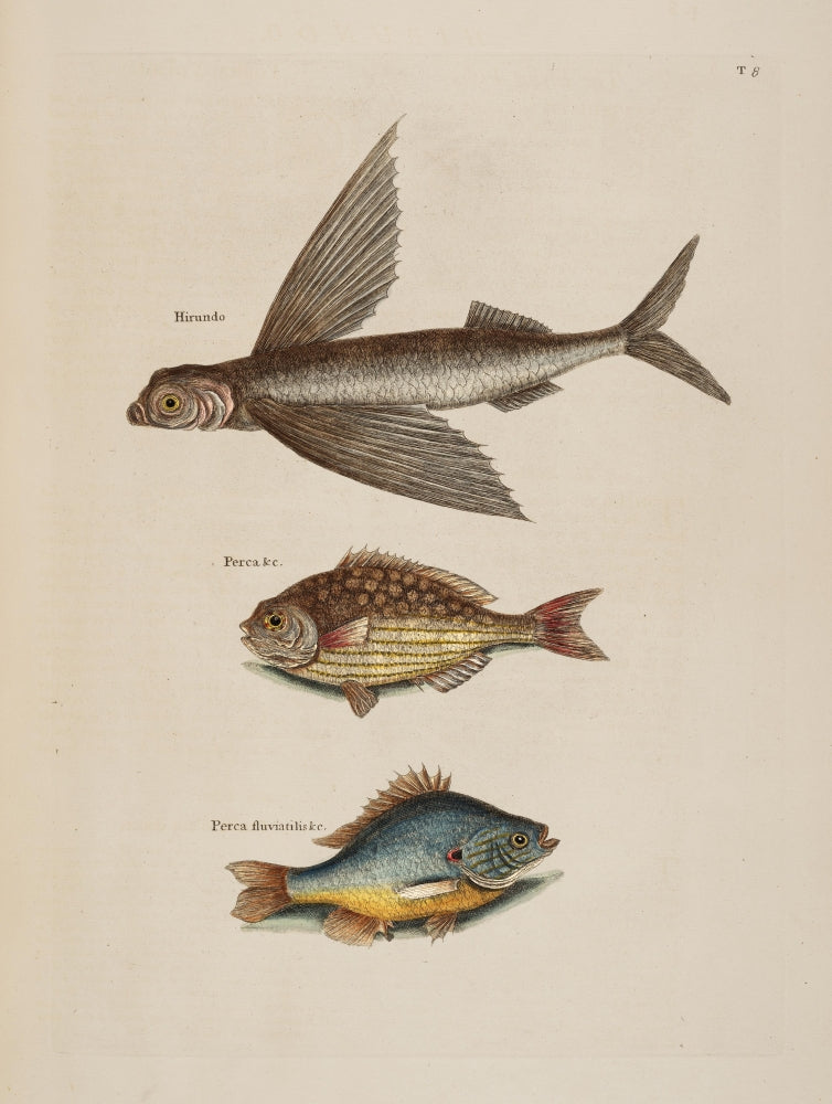 Flying, Rudder, Perch Art Print by Mark Catesby showcasing intricate nature details.
