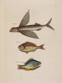 Flying, Rudder, Perch Art Print by Mark Catesby showcasing intricate nature details.