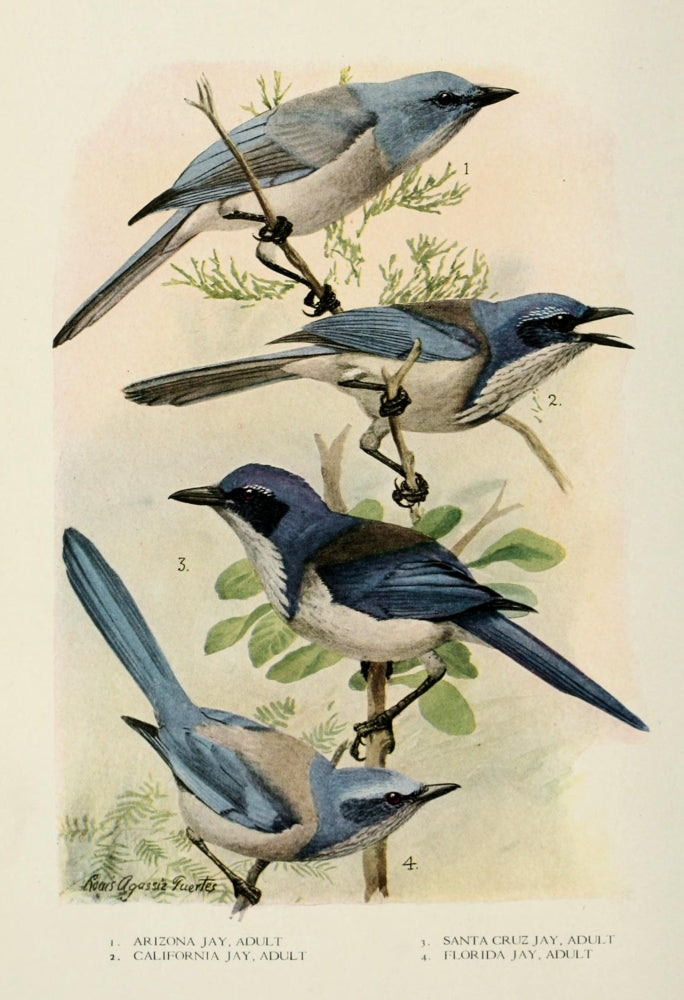 Bird-Lore 1922 Jays Poster Print by L.A. Fuertes