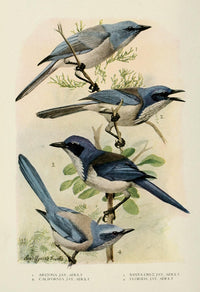 Bird-Lore 1922 Jays Poster Print by L.A. Fuertes