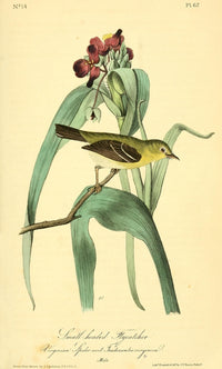 Small-headed Flycatcher fine art print by J.J. Audubon showcasing vibrant colors and intricate details.
