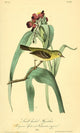 Small-headed Flycatcher fine art print by J.J. Audubon showcasing vibrant colors and intricate details.