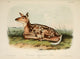 Common American Deer Poster Print - Quadrupeds of N. America 1851 by J.W. Audubon