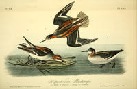 Hyperborean Phalarope Poster Print by J.J. Audubon, showcasing the beauty of nature.