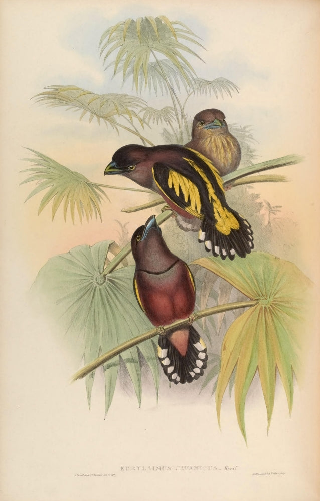 Birds of Asia Javanese Eurylaime Poster Print by John Gould