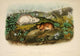 Quadrupeds of North America Hudson's Bay Lemming Poster Print by J.W. Audubon.
