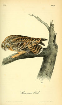 Birds of America Short-eared Owl Poster Print by J.J. Audubon, detailed illustration of an owl.