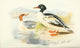 1915 Indian Sporting Birds Goosander Fine Art Print