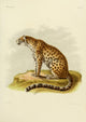 Des Mammifères 1868 North China Panther Poster Print