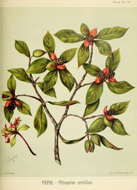 New Zealand Flora 1889 Piripiri Poster Print by S.A. Featon, showcasing vibrant native flora.