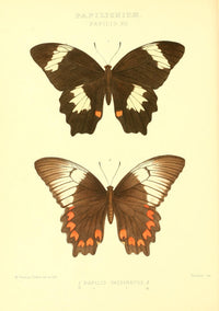 Rhopalocera Exotica 1887 Papilio Inopinatus Poster Print by Maud Horman Fisher