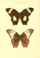Rhopalocera Exotica 1887 Papilio Inopinatus Poster Print by Maud Horman Fisher