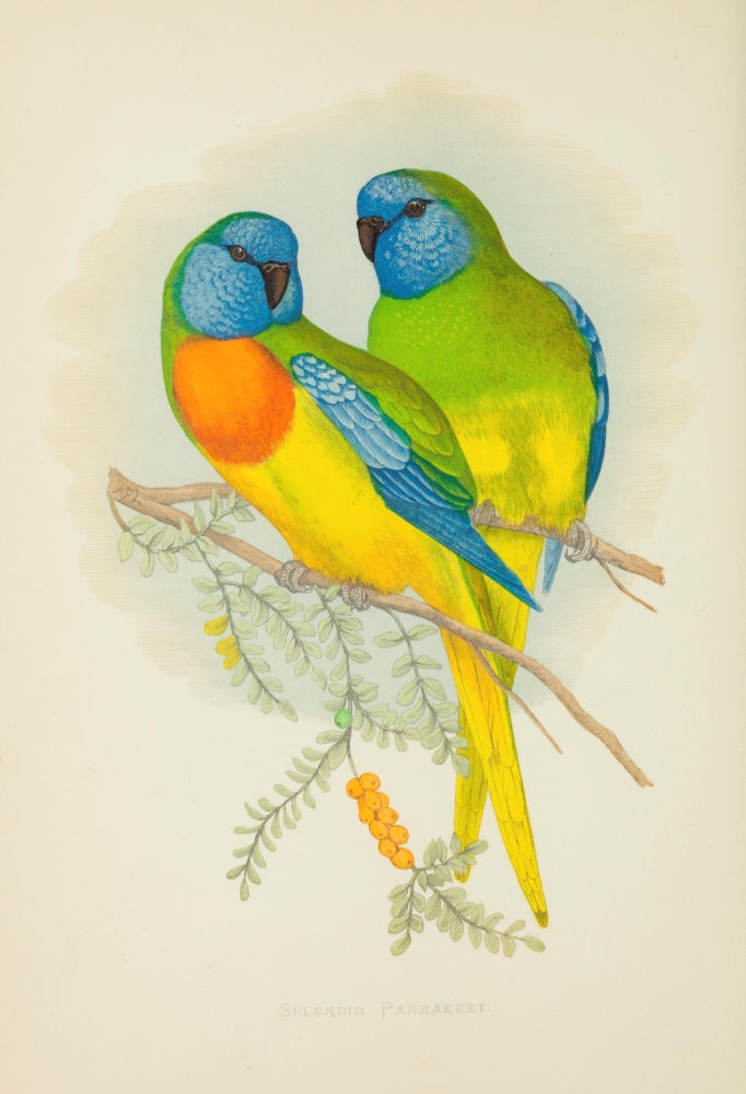 Parrots in Captivity 1884 Splendid Parakeet Poster Print by A.F. Lydon