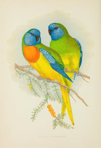 Parrots in Captivity 1884 Splendid Parakeet Poster Print by A.F. Lydon