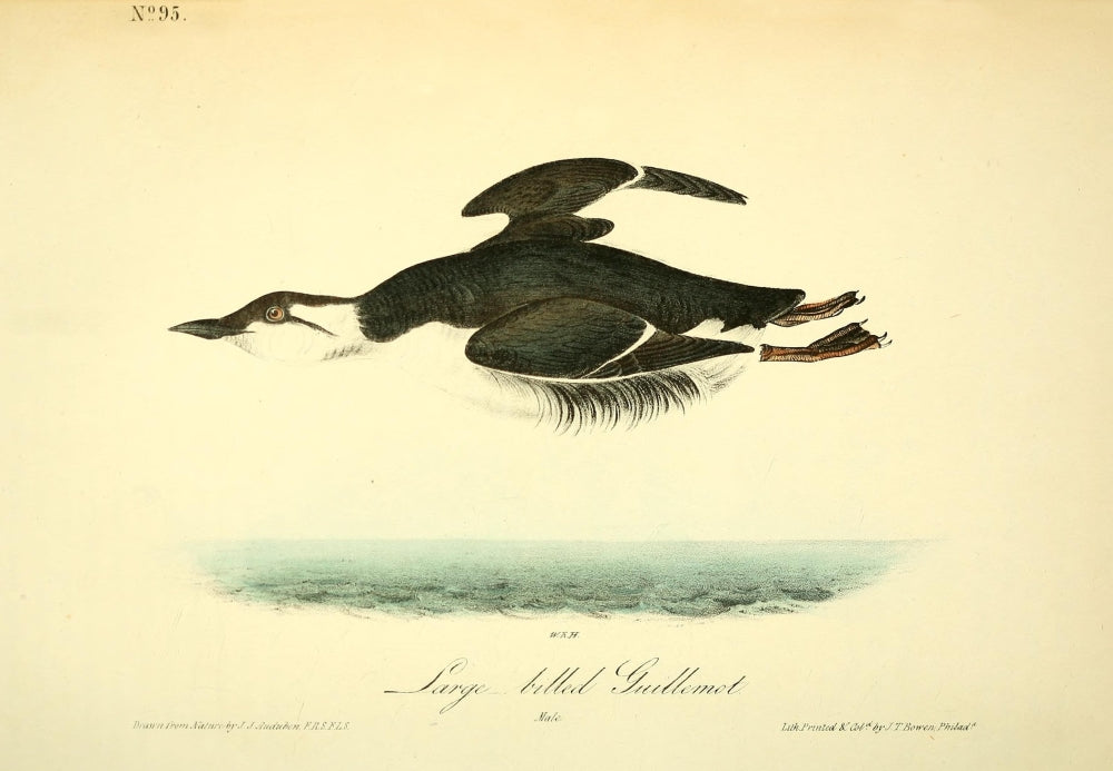 Birds of America Large-billed Guillemot Poster Print by J.J. Audubon